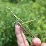 土の中や秋の生き物をみつけよう