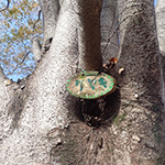 公園の木に名札を作ろう