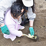 日本のタンポポを植えよう