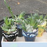 多肉植物鉢植え体験