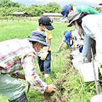 堀田管理① ヒガンバナ球根植え付け&魚さがし