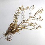 植物標本を作ろう