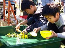 メダカすくい