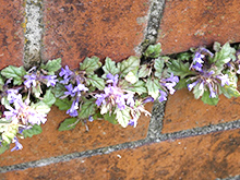 自然体験｢春の野草ミニガイド｣