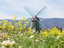 自然体験｢お花見道草さんぽ｣