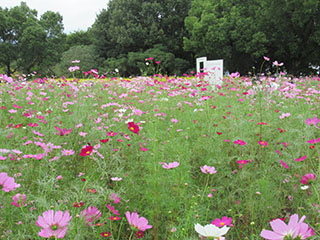 国営木曽三川公園 秋の花物語 木曽三川公園センター
