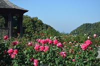 バラ　花フェスタ記念公園