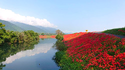 津屋川堤防彼岸花