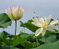 森川花はす田