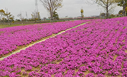 三ツ又池公園