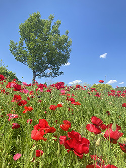 愛・地球博記念公園