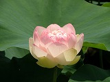 船頭平ハス