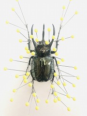 アトラスオオカブト