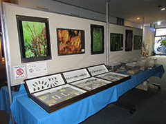 昆虫展
