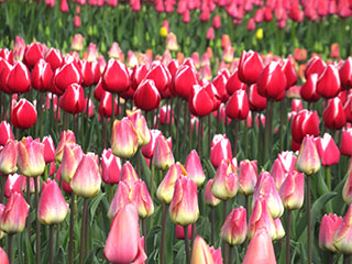 チューリップ
