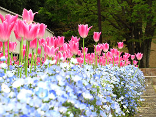 チューリップ　クリスタルスター