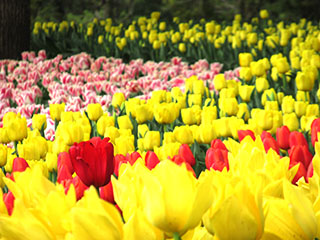 自慢のチューリプ写真展