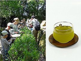 茶葉を摘んで緑茶づくり体験