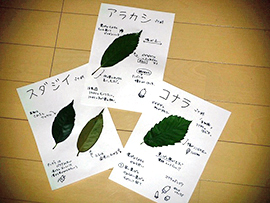 ちがいを見つけて！樹木の葉っぱ図鑑