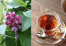 野草でお茶を作ろう～クズ編～