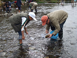 水の生きもの観察
