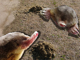 モグラの不思議