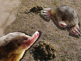 地下の住民!モグラの不思議