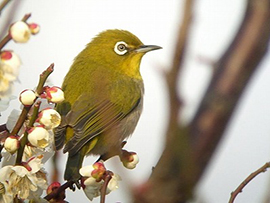 初春のバードウォッチング~入門編~