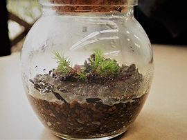 コケを知ろう!コケ観察とコケリウムづくり