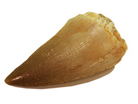 「本物!」モササウルスの歯の化石発掘体験