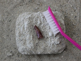 「本物!」恐竜スピノサウルスの歯の化石発掘体験