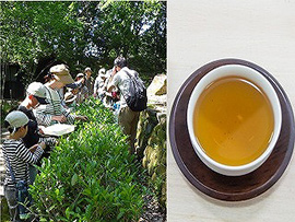 1日講座!茶葉を摘んで烏龍茶づくり体験♪