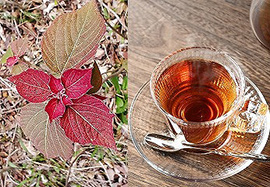 野草でお茶を作ろう~アカメガシワ編~