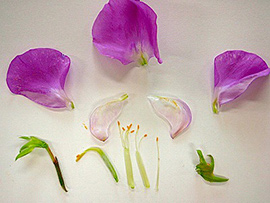 花の分解図鑑