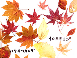 落ち葉探検「こうよう」の不思議