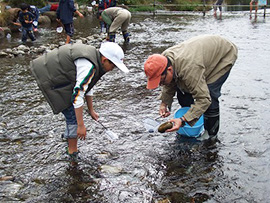 水の生きもの観察