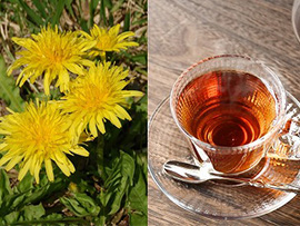 野草でお茶を作ろう～タンポポ編～
