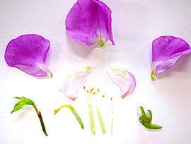 花の分解図鑑