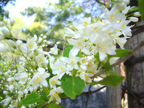 ヒメウツギの花。