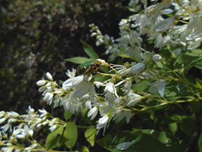 ミツバウツギの花。花粉を食べるハナムグリが訪れていました。