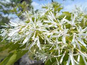 ヒトツバタゴの花。