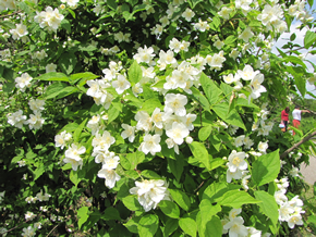 バイカウツギの花。かわいらしい花が次々と咲きます。