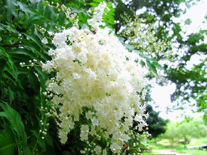  ナナカマドの花