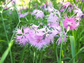 ヒトツバタゴの花。