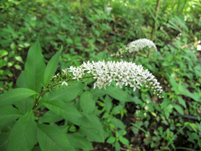 ヒトツバタゴの花。