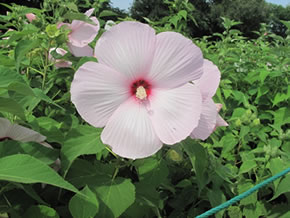 ハイビスカスに似た南国風の花です。