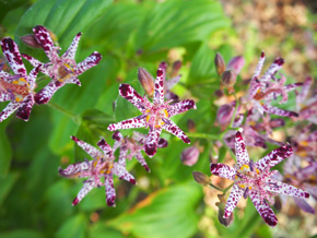 斑点が特徴的なホトトギスの花。