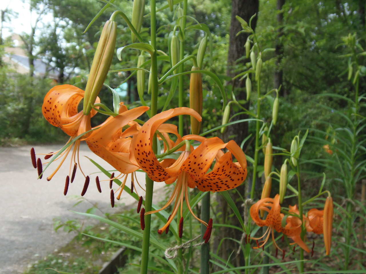 旬の花便り 16年度 季節の見どころ 河川環境楽園 木曽川水園 自然発見館 国営木曽三川公園