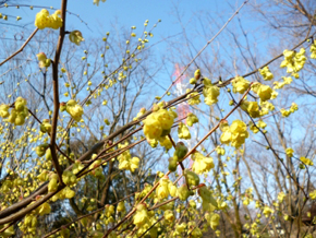 旬の花便り 17年度 季節の見どころ 河川環境楽園 木曽川水園 自然発見館 国営木曽三川公園