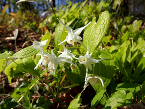 イカリソウ（ユニークな形の白い花）